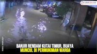VIDEO: Banjir Rendam Kutai Timur, Buaya Muncul di Permukiman Warga