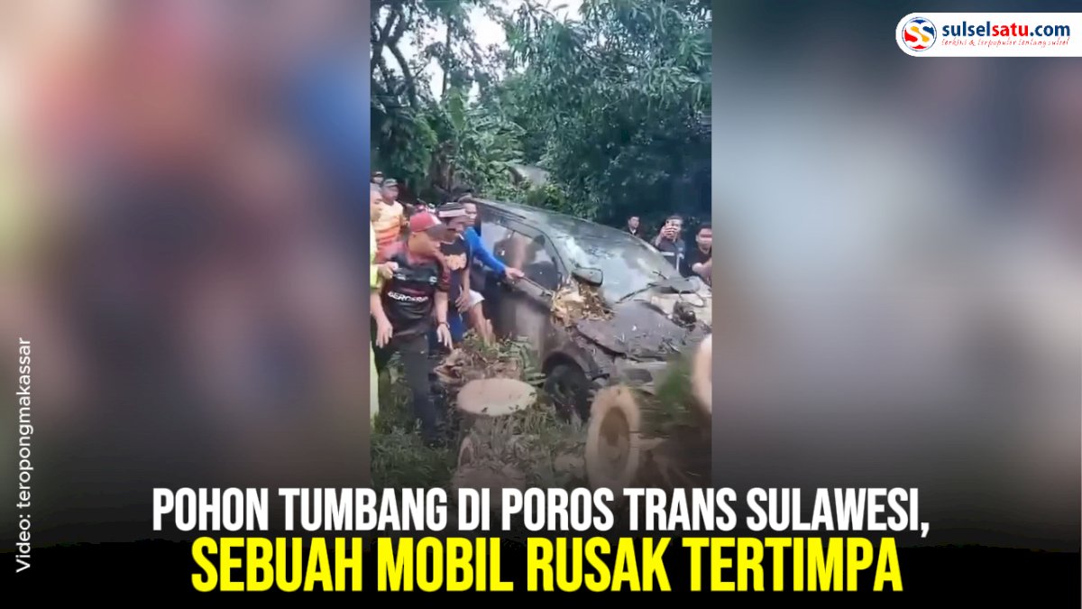 VIDEO: Pohon Tumbang di Poros Trans Sulawesi, Sebuah Mobil Rusak Tertimpa