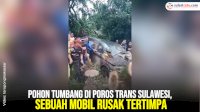VIDEO: Pohon Tumbang di Poros Trans Sulawesi, Sebuah Mobil Rusak Tertimpa