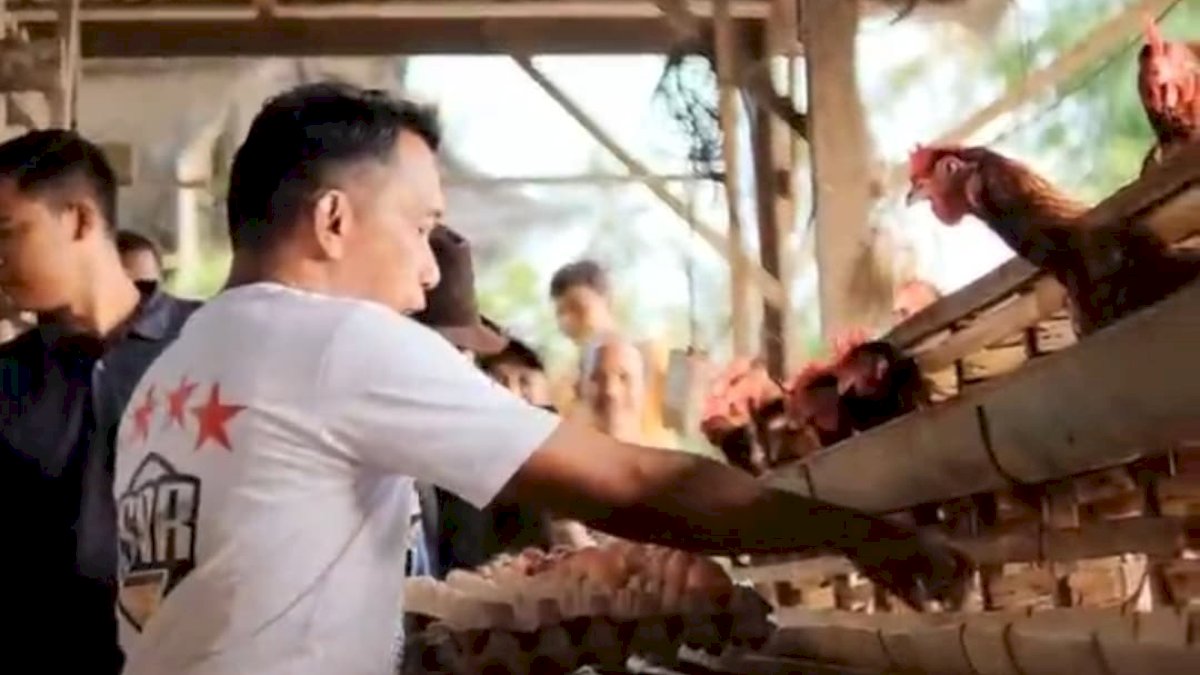 Tinjau Peternakan, Syaharuddin Alrif Targetkan Populasi Ternak Capai 10 Juta Ekor