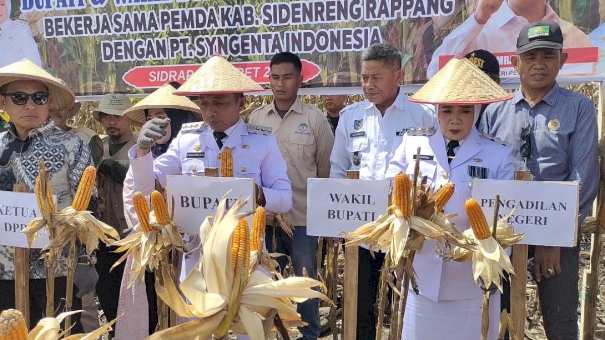 Bupati Sidrap Syaharuddin Alrif Panen Raya Jagung, Dukung Swasembada Pangan Nasional