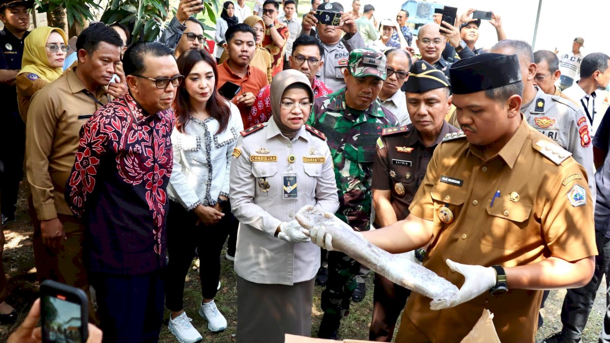 Gurita Beku Bantaeng Berhasil Tembus Pasar Mexico untuk Pertama Kalinya