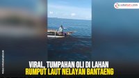 VIDEO: Viral, Tumpahan Oli di Lahan Rumput Laut Nelayan Bantaeng