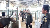 Jelang Iduladha, Karantina Sulsel Intensifkan Pengawasan Lalu Lintas Hewan Kurban
