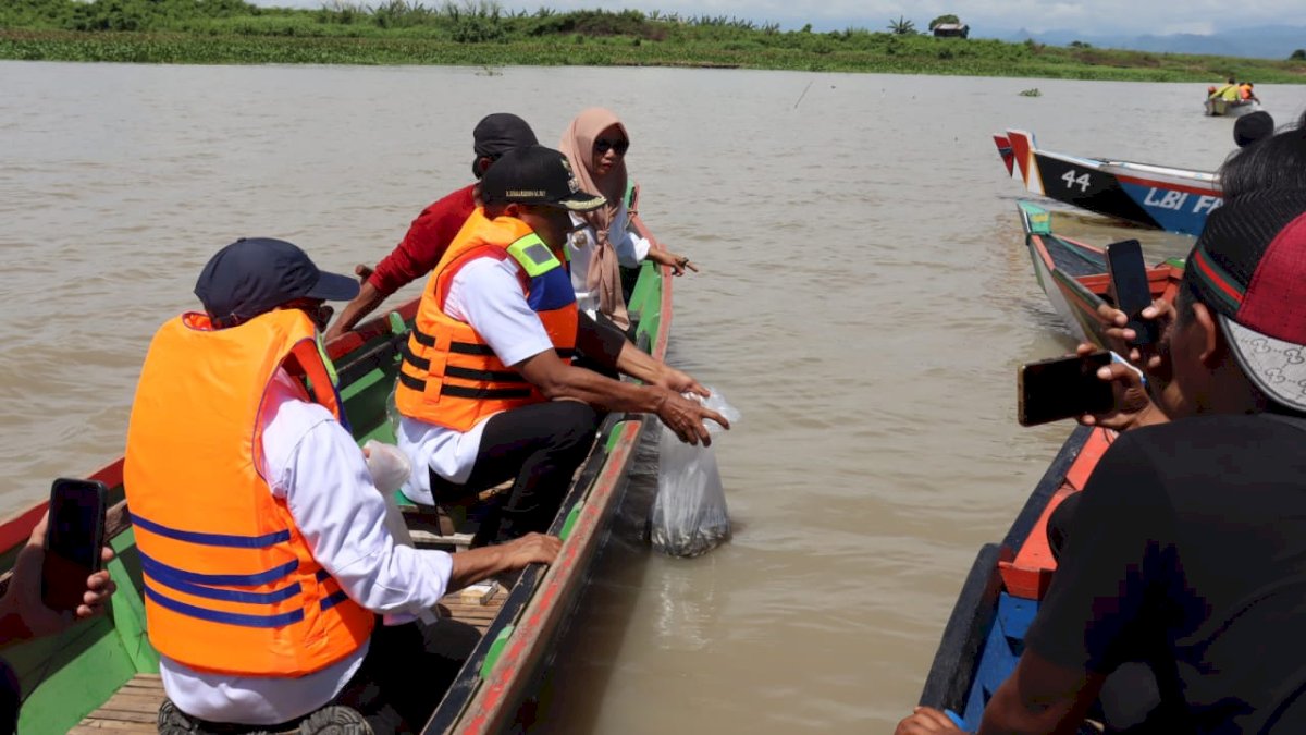 Bupati Syaharuddin Alrif Tebar 286 Ribu Bibit Ikan di Danau Sidenreng untuk Dukung Ketahanan Pangan