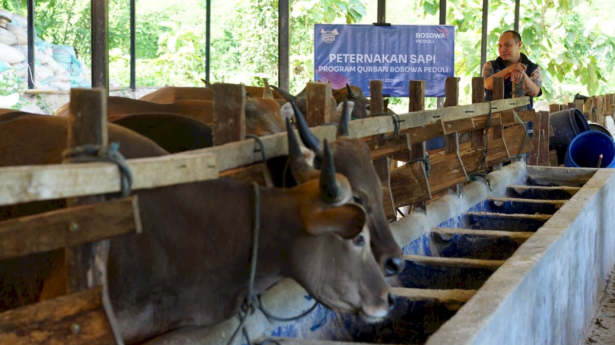 Bosowa Peduli Target 100 Hewan Qurban Tahun Ini, Bakal Disalurkan ke Warga Sulsel dan Palestina