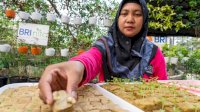 BRI Diakui atas Peran Nyata dalam Urban Farming dan Pemberdayaan Perempuan