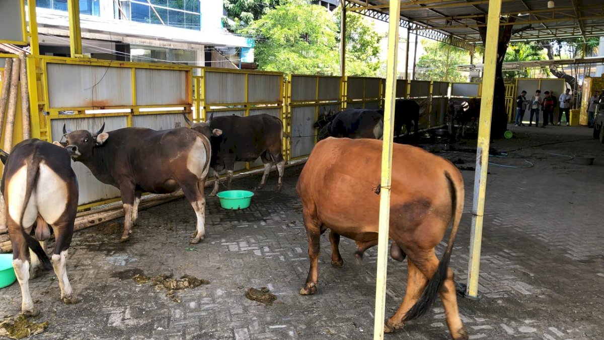 Bentuk Syukur, Nurdin Halid Berkurban 40 Ekor Sapi di 9 Kabupaten Sulsel
