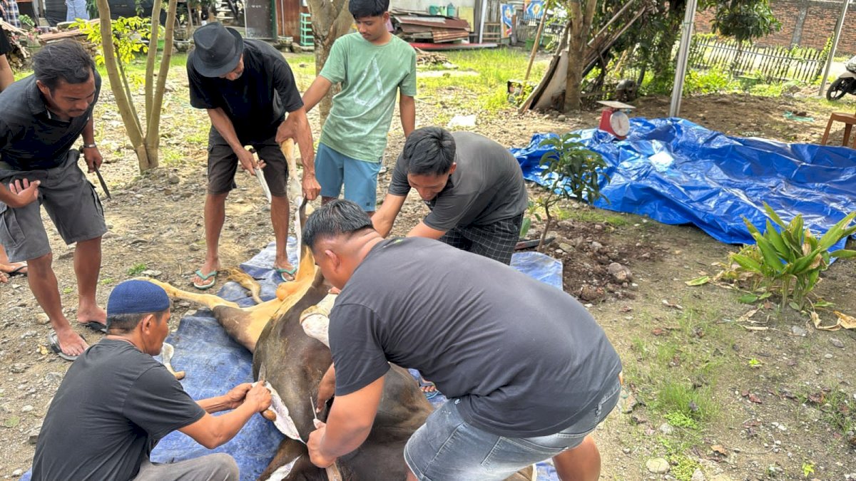 NasDem Sulsel Salurkan 130 Sapi Kurban, Wujud Nyata Politik Kemanusiaan