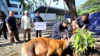 Iduladha, PLN UIP Sulawesi Salurkan 770 Kg Daging Kurban dan Khitan Massal Gratis