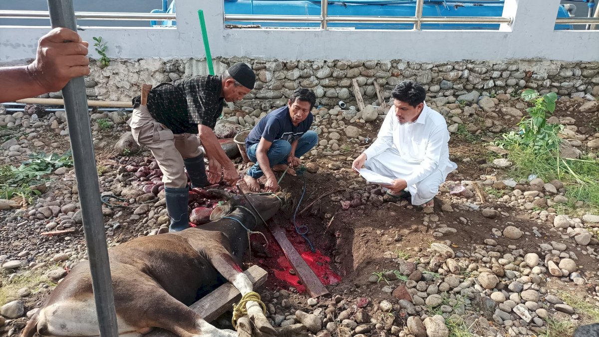 Empat Kantor Wilayah Sembelih 8 Sapi untuk Berbagi Kebahagiaan Idul Adha