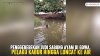 VIDEO: Penggerebekan Judi Sabung Ayam di Gowa, Pelaku Kabur Hingga Loncat ke Air
