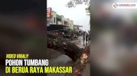 VIDEO: Pohon Tumbang di Berua Raya Makassar