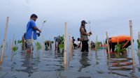 Jaga Masa Depan Pesisir, LAZ Hadji Kalla Dukung Penanaman 2.000 Mangrove di Majene