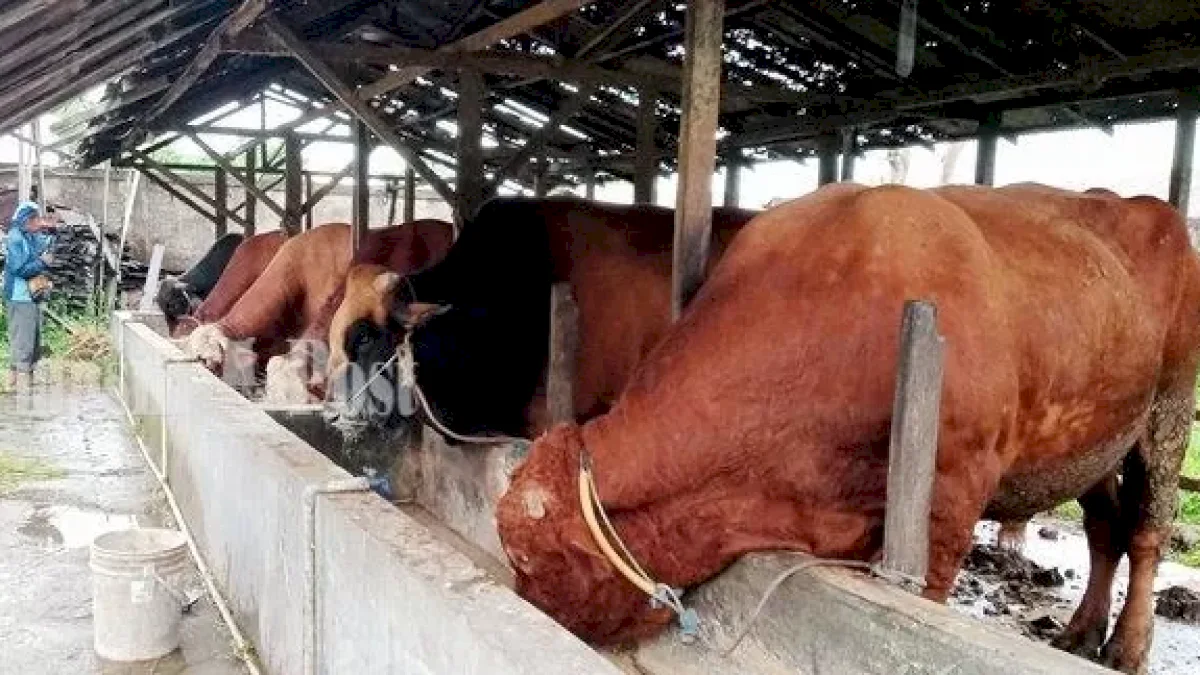 Kapan Libur Idul Adha 2025 dan Cuti Bersama, Berikut Jadwalnya