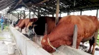Kapan Libur Idul Adha 2025 dan Cuti Bersama, Berikut Jadwalnya