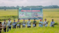 Hadiri Panen Raya, Abustan Sebut Capaian Ketahanan Pangan Nasional