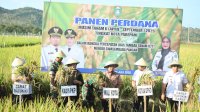 Wali Kota Tasming Hamid Pimpin Panen Perdana Benih Padi di Watang Bacukiki