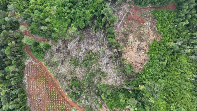Pembalakan hutan liar di Lutim. Foto: Istimewa.