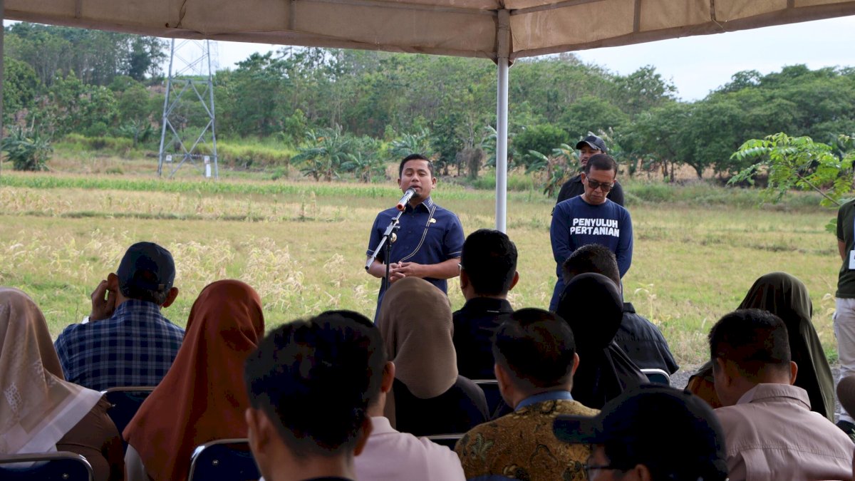 Hasli Kolaborasi, Pemkot Parepare dan Universitas Hasanuddin Panen Perdana Jagung Jago Unhas