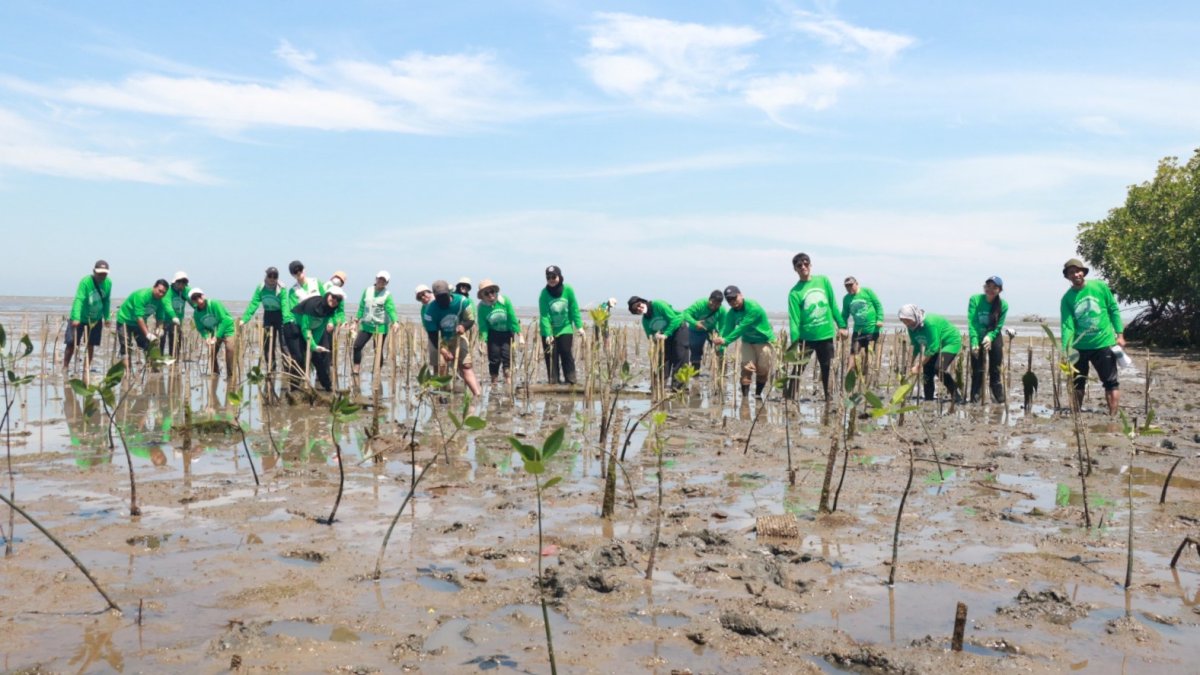 Jaga Aksi Mangrove Lestari, KALLA Tanam 41.000 Bibit Sepanjang 2025