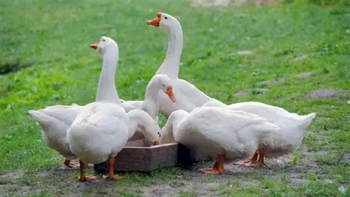 Siswa SMA Amerika Temukan Antibiotik Penghambat Sel Kanker di Kotoran Angsa