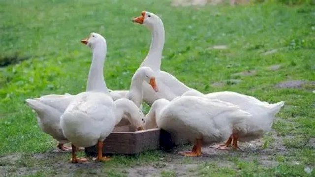 Siswa SMA Amerika temukan antibiotik penghambat sel kanker di kotoran angsa. Foto: Istimewa.