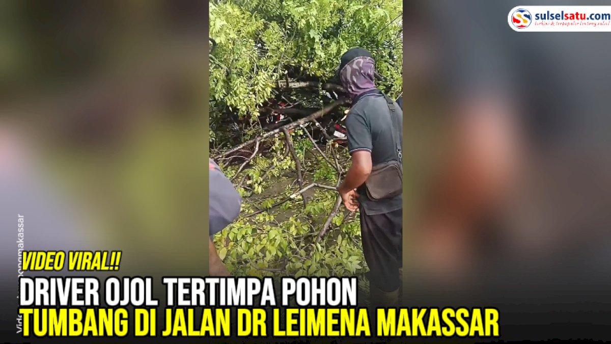 VIDEO: Driver Ojol Tertimpa Pohon Tumbang di Jalan Dr Leimena Makassar