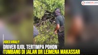 VIDEO: Driver Ojol Tertimpa Pohon Tumbang di Jalan Dr Leimena Makassar