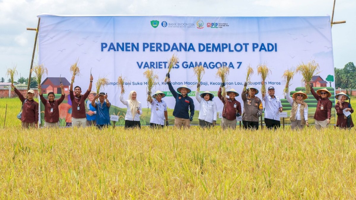 Perkuat Ketahanan Pangan, BI Sulsel Panen Perdana Padi Gamagora 7 di Maros