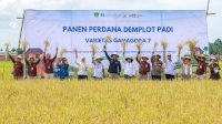 Perkuat Ketahanan Pangan, BI Sulsel Panen Perdana Padi Gamagora 7 di Maros