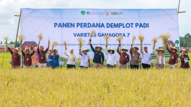 BI Sulsel panen perdana Padi Gamagora 7 di Maros. Foto: Istimewa.  