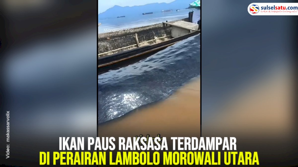VIDEO: Ikan Paus Raksasa Terdampar di Perairan Lambolo Morowali Utara