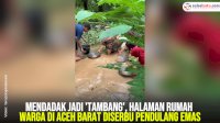 VIDEO: Mendadak Jadi ‘Tambang’, Halaman Rumah Warga di Aceh Barat Diserbu Pendulang Emas