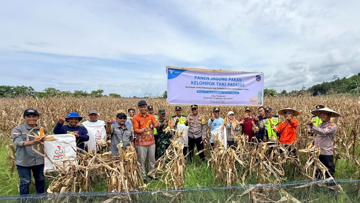 Ubah Lahan Tidur Jadi Produktif, Petani Binaan PT Vale Panen Jagung Pakan di Tondowolio