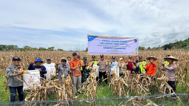 Petani Binaan PT Vale Panen Jagung Pakan di Tondowolio. Foto: Istimewa.