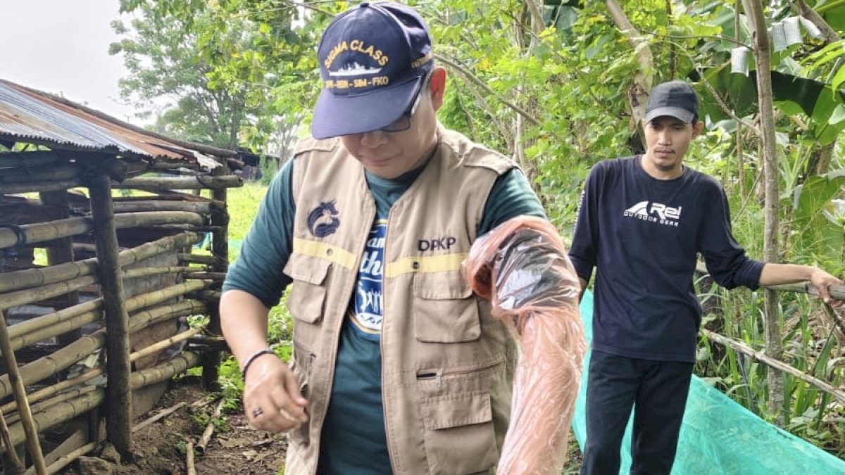 Dinas PKP Parepare Gelar Vaksinasi PMK dan Pemeriksaan Ternak di Lompoe