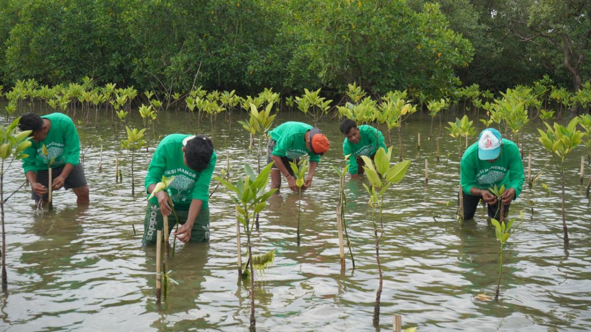 Lokasi CSR Aksi Mangrove Lestari KALLA Kantongi SK Bupati, Resmi Jadi Kawasan Konservasi