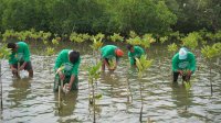 Lokasi CSR Aksi Mangrove Lestari KALLA Kantongi SK Bupati, Resmi Jadi Kawasan Konservasi