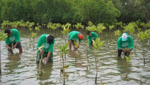 Lokasi CSR Aksi Mangrove Lestari KALLA Kantongi SK Bupati, Resmi Jadi Kawasan Konservasi