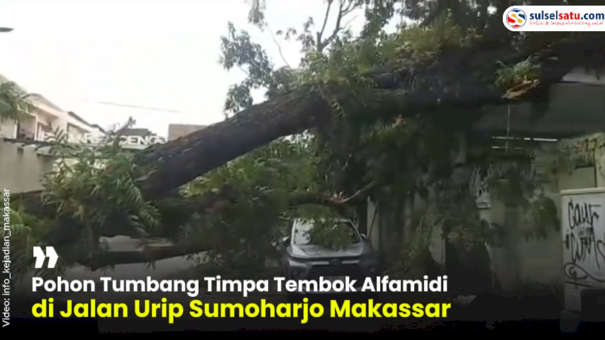 VIDEO: Pohon Tumbang Timpa Tembok Alfamidi di Jalan Urip Sumoharjo Makassar