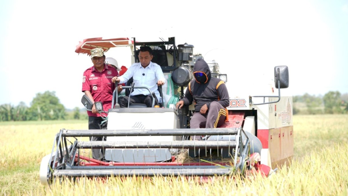 Panen Padi di Lasiwala Sidrap, Bupati Syahar Apresiasi Semangat Petani