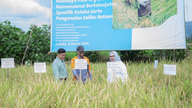PT Vale Panen Bersama Demplot Padi Berkelanjutan di Kolaka. Foto: Istimewa.