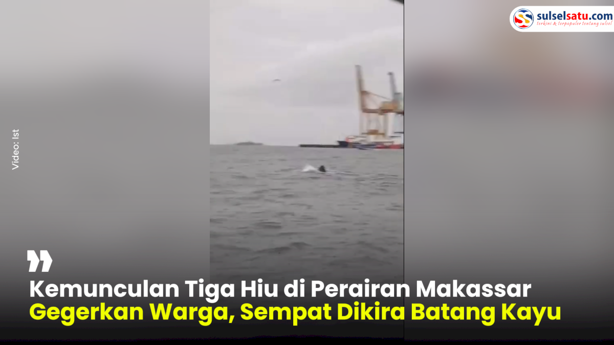 VIDEO: Kemunculan Tiga Hiu di Perairan Makassar Gegerkan Warga, Sempat Dikira Batang Kayu
