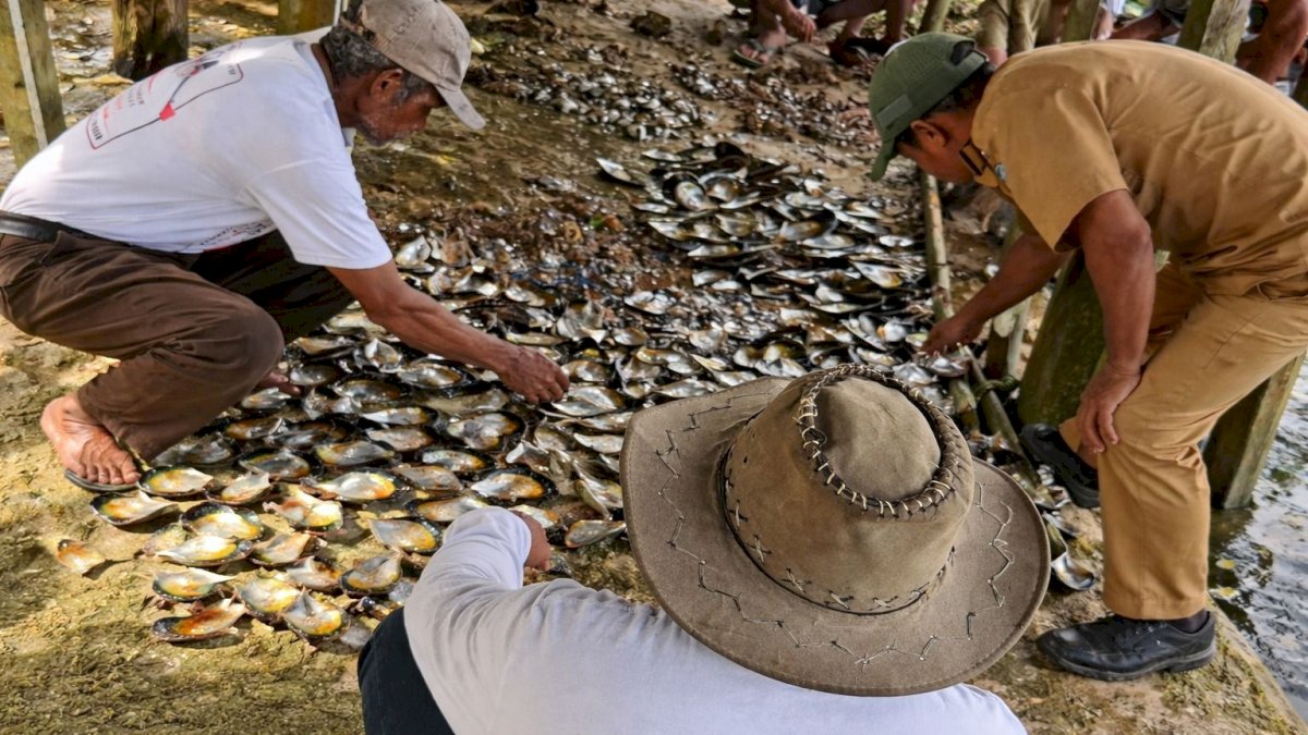 LAZ Hadji Kalla Sukses Dampingi Warga Buton Tengah Panen Kerang Mutiara