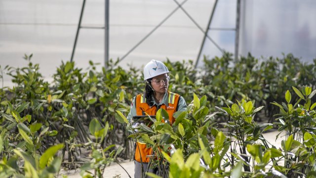 Nursery PT Vale di Morowali. Foto: Istimewa.