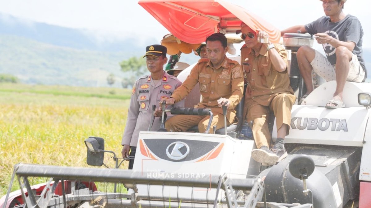 Bupati Sidrap Turun ke Sawah Saat Panen Raya Bersama Petani Desa Lise
