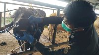 Jelang Iduladha, Karantina Sulsel Perketat Pengawasan Ribuan Hewan Kurban ke Kalimantan