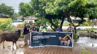 MDA Gandeng Peternak dan Koperasi Lokal Salurkan 34 Sapi Kurban