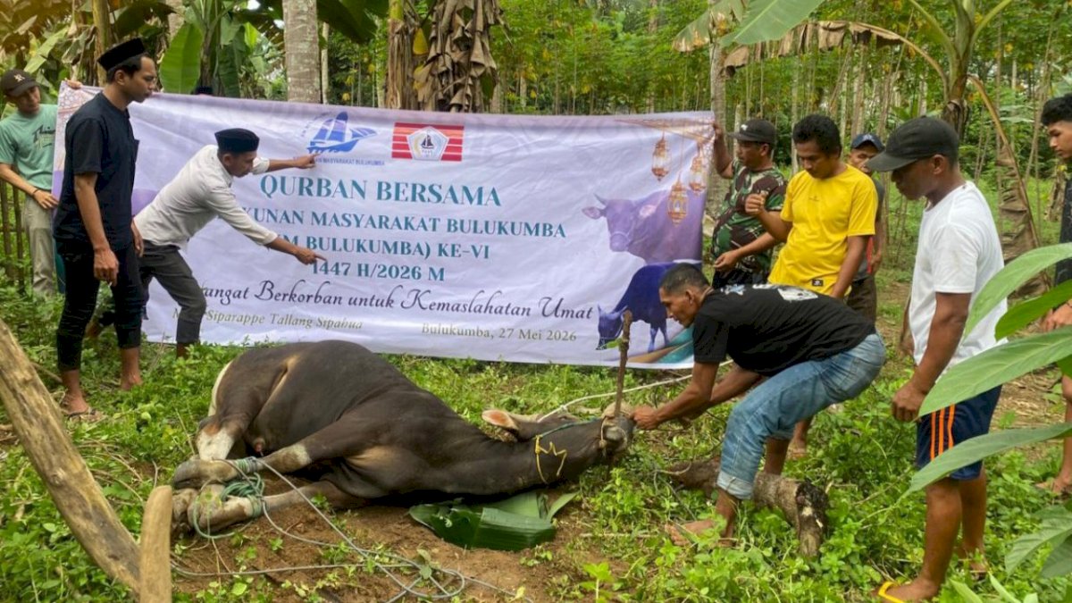KM Bulukumba Salurkan 13 Sapi Kurban hingga Pelosok Desa, Bupati Andi Utta Beri Apresiasi